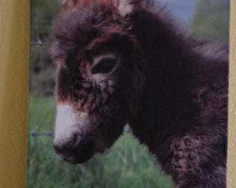 Picture on cotton canvas young donkey 30 x 40 cm