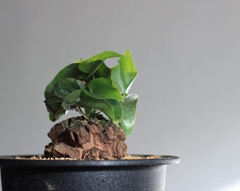 5 SEEDS - Dioscorea Elephantipes - Elephant Foot - Turtle Shell - Caudex Succulent Plant Rare Flower Seeds Beautiful Ornamental Flower