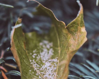 Nature Photography, Winter Photo, Leaf Photo, Frost Photo, Digital Download, Printable Wall Art, Home Decor, Wall Decor, Office Decor,nature