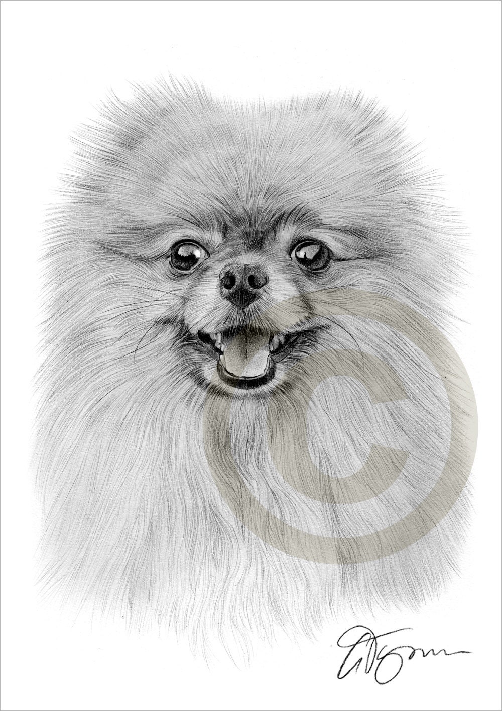 Juguete perro Pomerania lápiz dibujo impresión arte tamaño