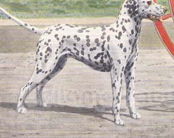 Vintage 1900s Pointer and Dalmatian by Louis Agassiz Fuertes