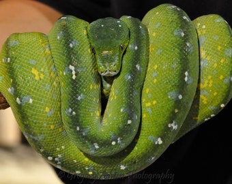 Green Tree Python Colored Pencil Drawing