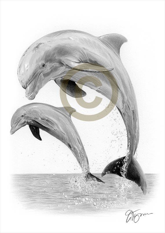 DOLPHIN pencil drawing print A4 size artwork signed by
