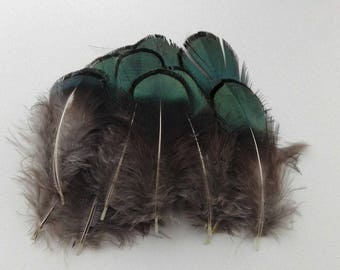 40 2-6cm natural pheasant feathers