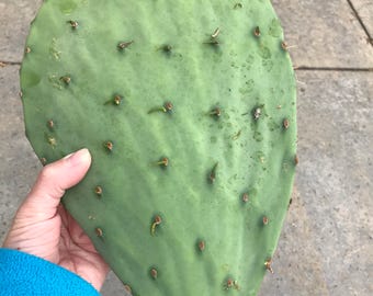 Cold Hardy Prickly Pear Cactus Pad