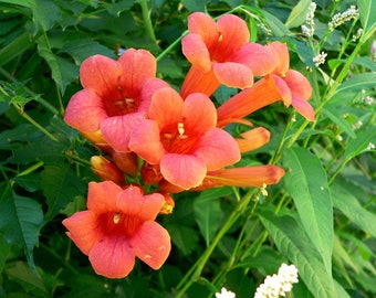 100 Seeds Campsis Grandiflora Chinese Trumpet Vine fast