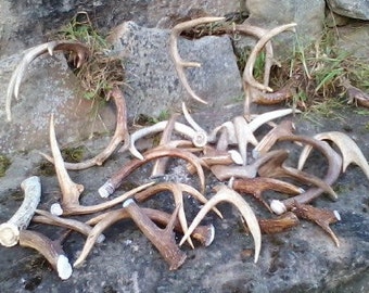 Real deer antler, dog chew, white tail, real deer, great for dogs, fresh deer antler chew