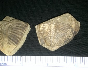 2 Trilobite Coronocephalus parts (1B)