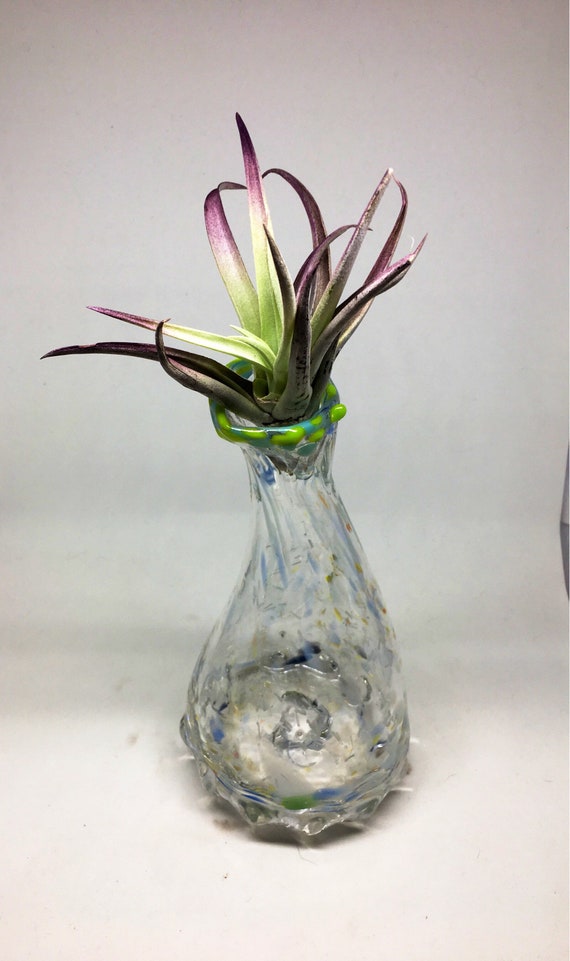 Hand blown glass jellyfish vase with living air plant , bromeliad
