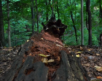 Nature Photograph