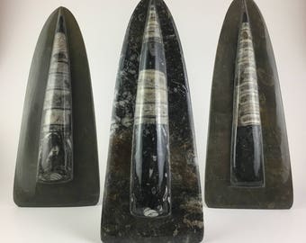 Orthoceras Fossil Sculpture