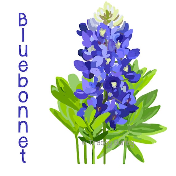 Bluebonnet Original Art Bluebonnet clip art Texas state