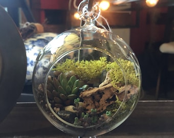 Hanging Succulent Terrarium DIY Kit