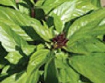 Basil Herb Plant, Thai Organic