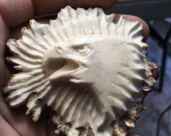 Bald Eagle in Shed moose antler rosette