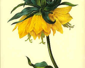 Redoute Vintage Botanical Print - Fritillaire - 42 - Yellow Flower Print - Yellow Flower - Vintage Flower Print - Botanical Print