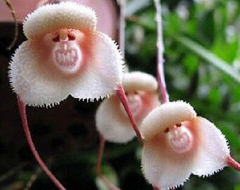 20pcs Monkey Face Orchid Flower Seeds Rare Plant Bonsai DIY Home Garden