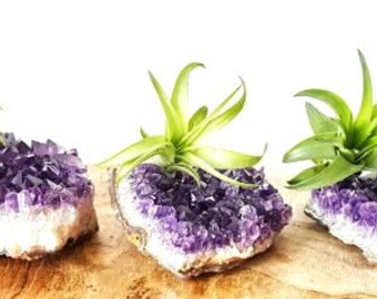 Tillandsia Air Plant and Amethyst Crystal Cluster