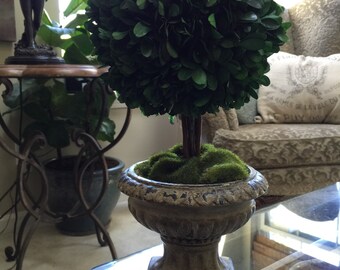Natural Preserved Boxwood Topiary