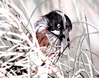Bird Photography Print for wall decoration nature and wildlife photo wall art print