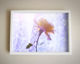 Rose | Colour | Rinko Kawachi Inspired | Home Decor |