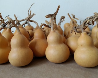 10 Mini pear gourds dried and clean