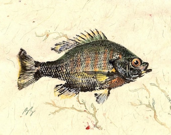 GYOTAKU fish Rubbing Sunfish in the Pond 8.5 X 11 quality Art Print Bluegill Cottage Decor by artist Barry Singer