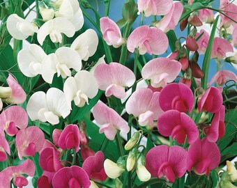 Sweet Pea Seeds in Mix,Original From Greece Fresh seeds 1.50gr