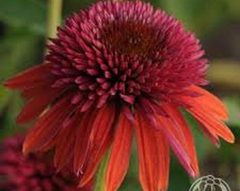 PBCOD) DOUBLE SCOOP Orangeberry Coneflower~Seeds!!!!~~~So Much Color!!
