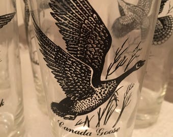 Bird-themed, 60s Tumblers - Set of Seven