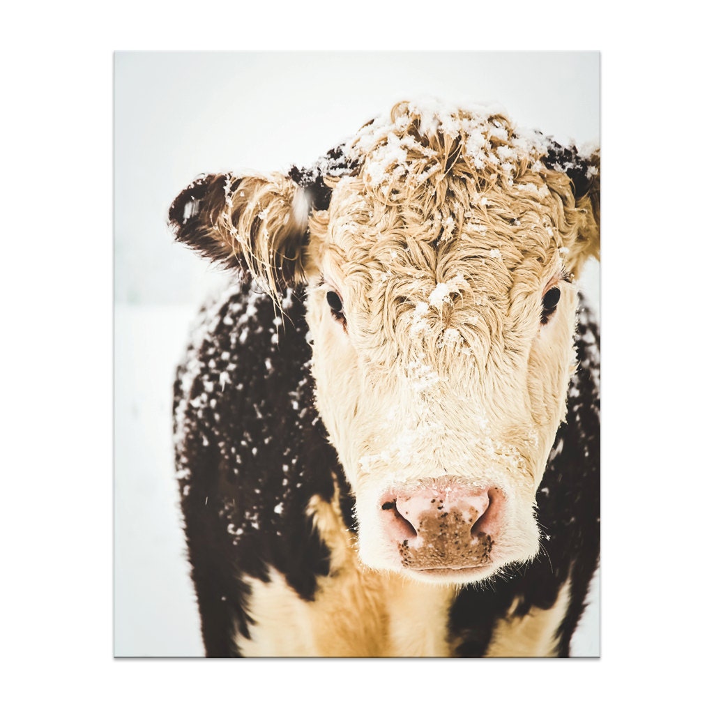 Cow Print Art French Country Decor Farmhouse Cow Print Art French Country Decor Farmhouse