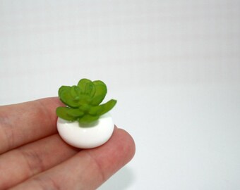 Miniature dollhouse succulent in white pot