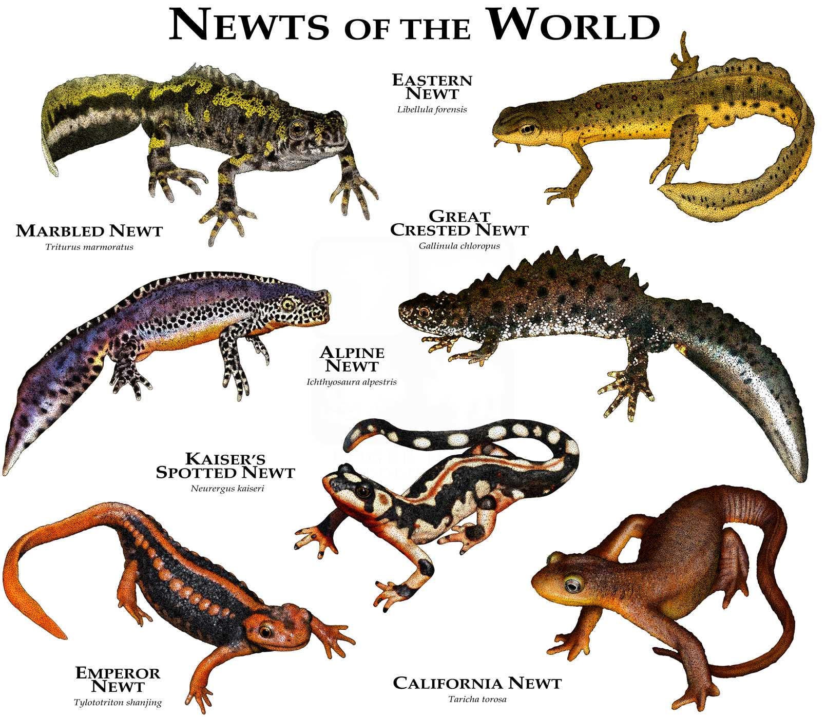 newts-of-the-world