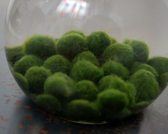 Single Marimo Moss Ball