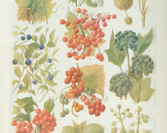 Vintage 1930s Botanical Print Antique BERRIES, plant print botanical print, bookplate art print, berries fruit plants plant wall print 3670