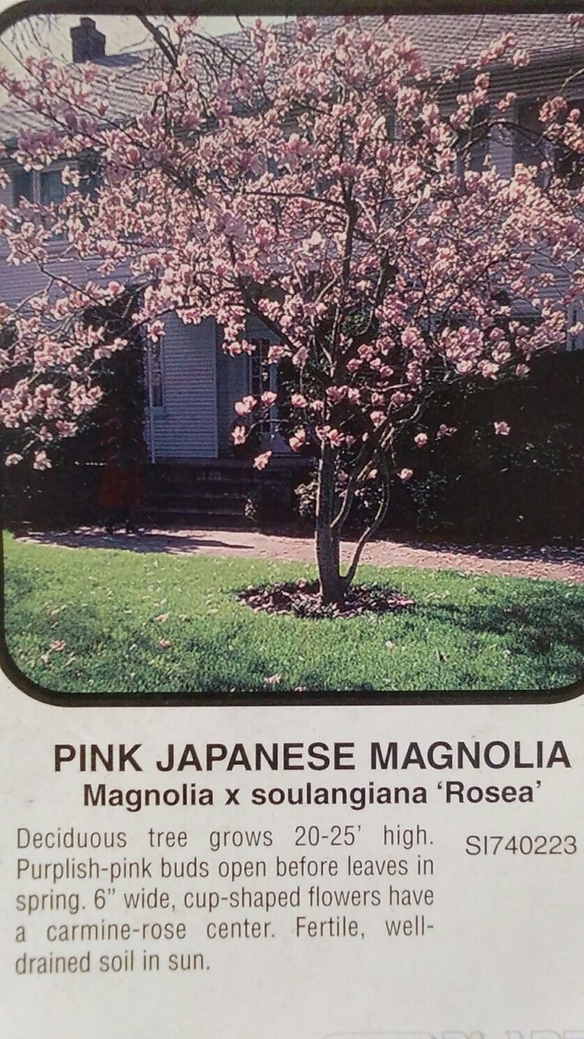 Pink Japanese Magnolia Tree 5 gallon Flowering New Plants