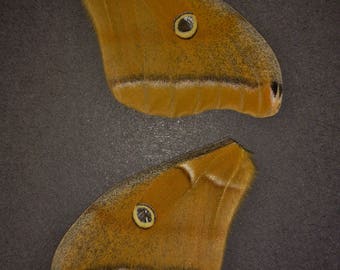 Full Set of Polyphemus Moth Wings