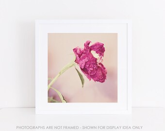 Flower Photography, Peonies, square photograph, Pink Floral, Botanical Print, Peony, Rustic Decor, Decay, Nature Photography, Still Life