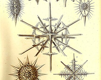Ernst Haeckel Print OCEAN 2010 Art Beautiful Colored Book PLATE 17 Detailed Stars on Ivory Background