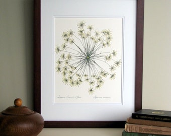Pressed flower print, 11x14 double matted, Queen Anne's Lace wildflower single bloom, wall decor no. 0013