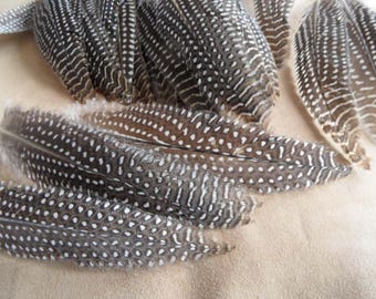 2 feathers good quality, natural Guinea fowl.