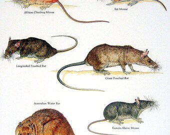 Mice Rats African Climbing Mouse, Fat Mouse, Australian Water Rat, Giant Pouched Rat Vintage 1980s Rodents Book Plate Page