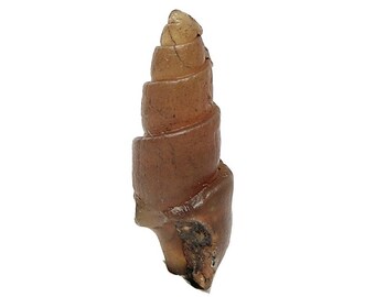 Fossil Snail, Primeval invertebrate gastropod animal preserved by Carnelian agate amber brown chalcedony African Gemstone Organic Artifact
