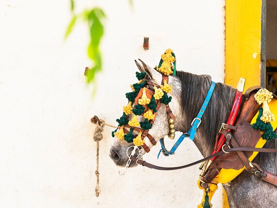 DECORATED HORSE. Jerez Horse festival, Horse Print, Equine Picture, Animal Print, Limited Edition, Photographic Print