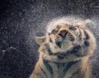 Tiger - Kanja - 24x36" Poster
