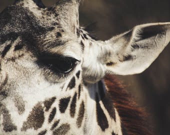 Giraffe, Wildlife Photography