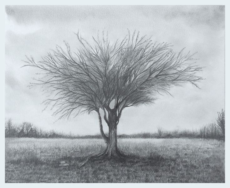 Mulga Acacia Desert Tree Graphite Drawing