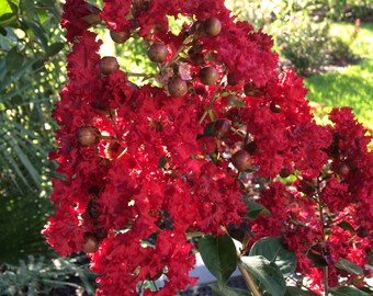 Crepe Myrtle Lagerstroemia indica Red Rooster 50 seeds