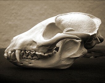 100% Real Racoon Dog Skull (Nyctereutes procyonoides) Taxidermy Collectible