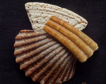 Neocon Shell Pin sessantatre